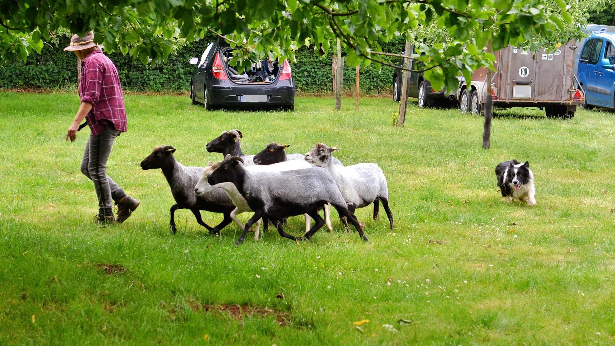 Fünf Schafe werden auf einer Wiese von einem Hund in die gewünschte Richtung geleitet.