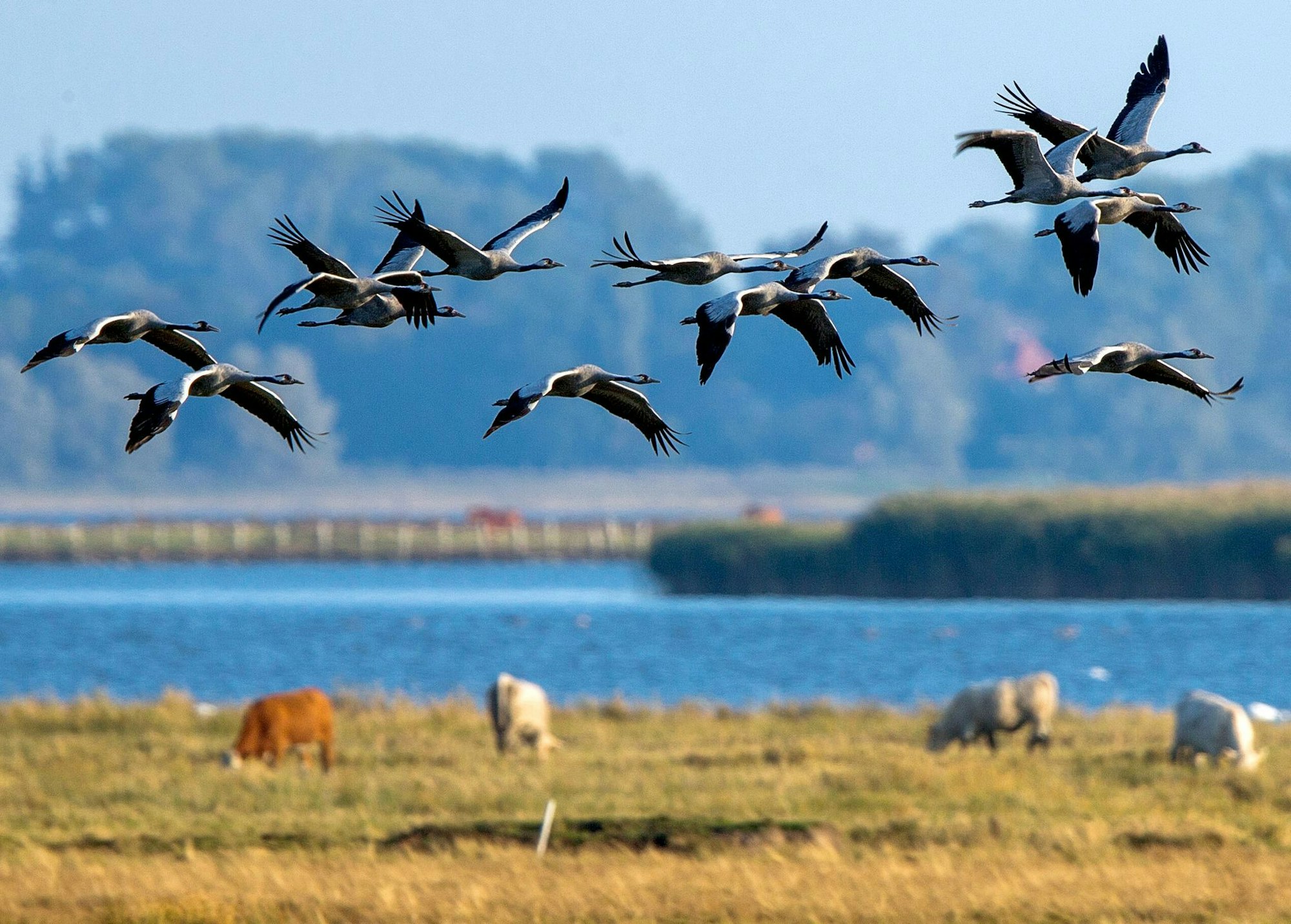 Kraniche auf der Halbinsel Fischland-Darß: Wer das Naturschauspiel erleben möchte, muss im Herbst kommen, wenn die Vögel dort Rast einlegen.