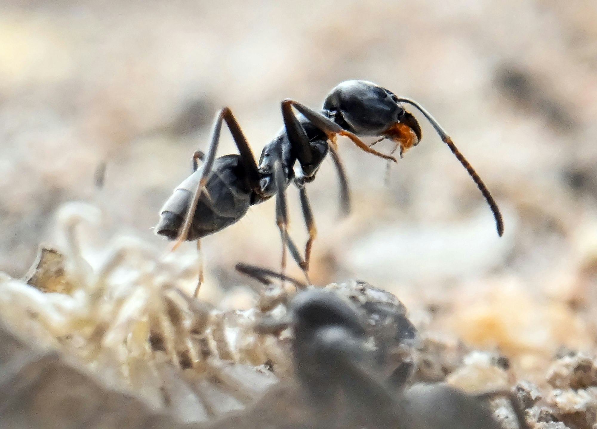 Eine Ameise in Nahaufnahme