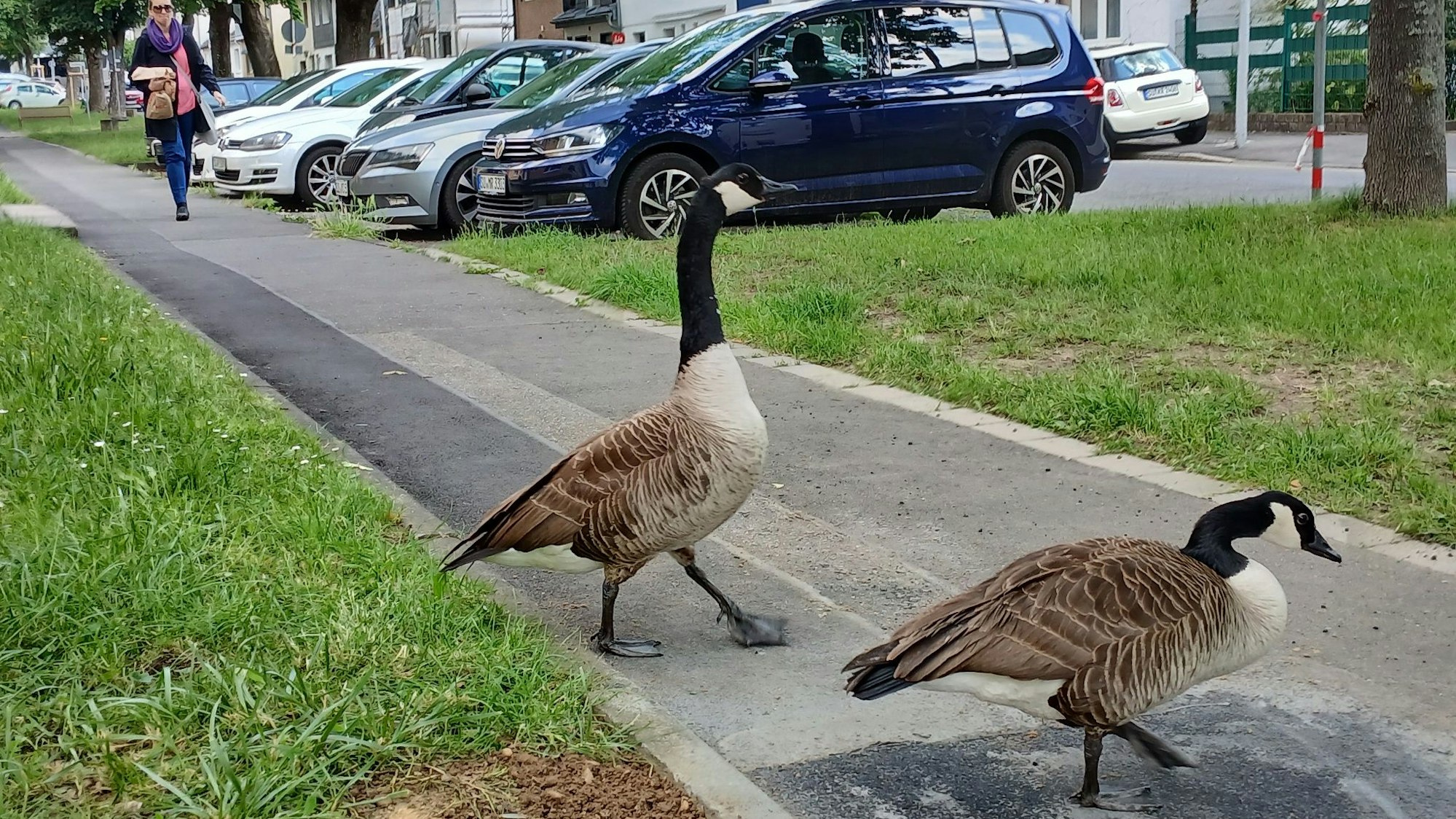 Zwei Kanadagänse überqueren selbstbewusst die Straße An der Schlade auf dem Siegburger Brückberg.