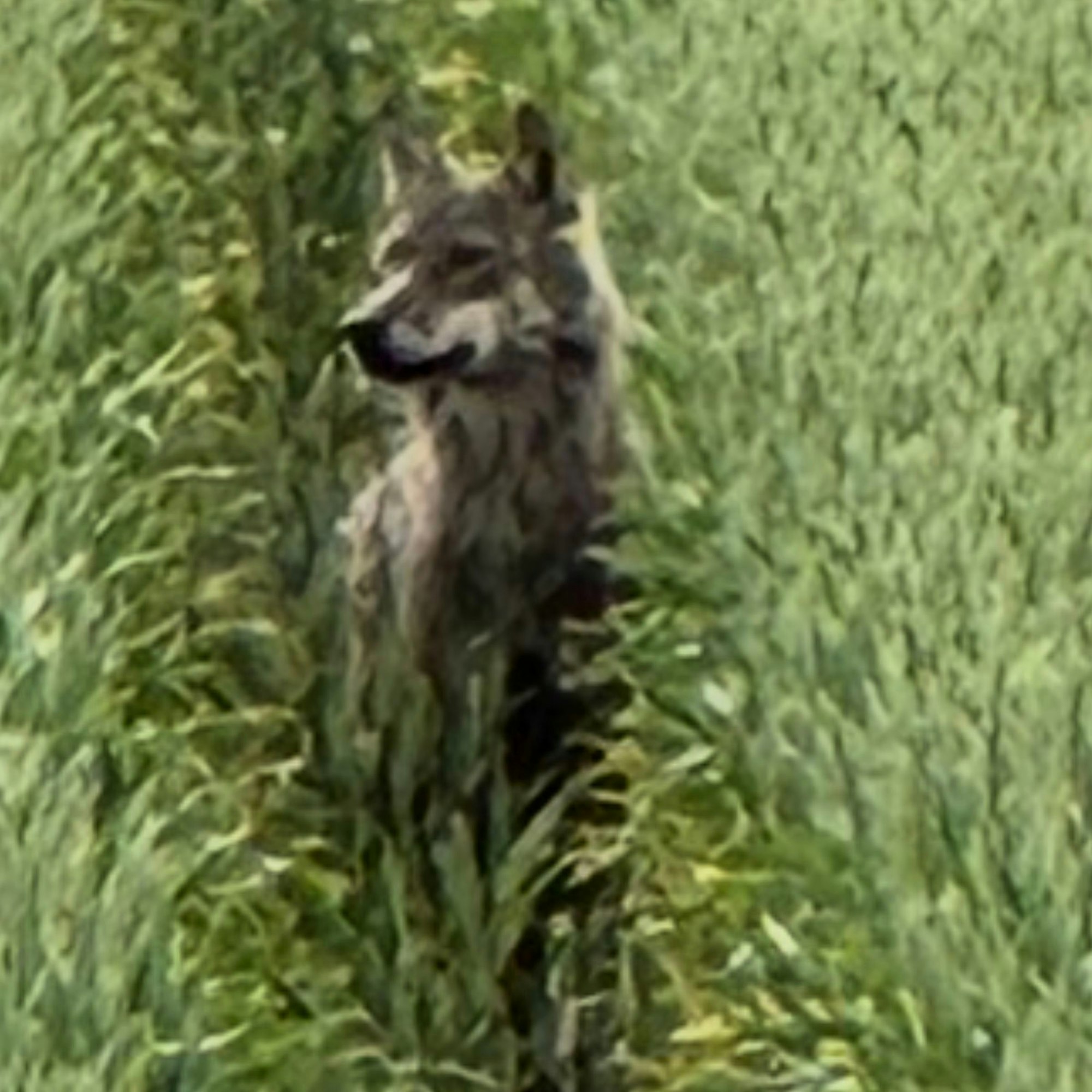 Der mutmaßliche Wolf steht in der Fahrspur eines Feldes.