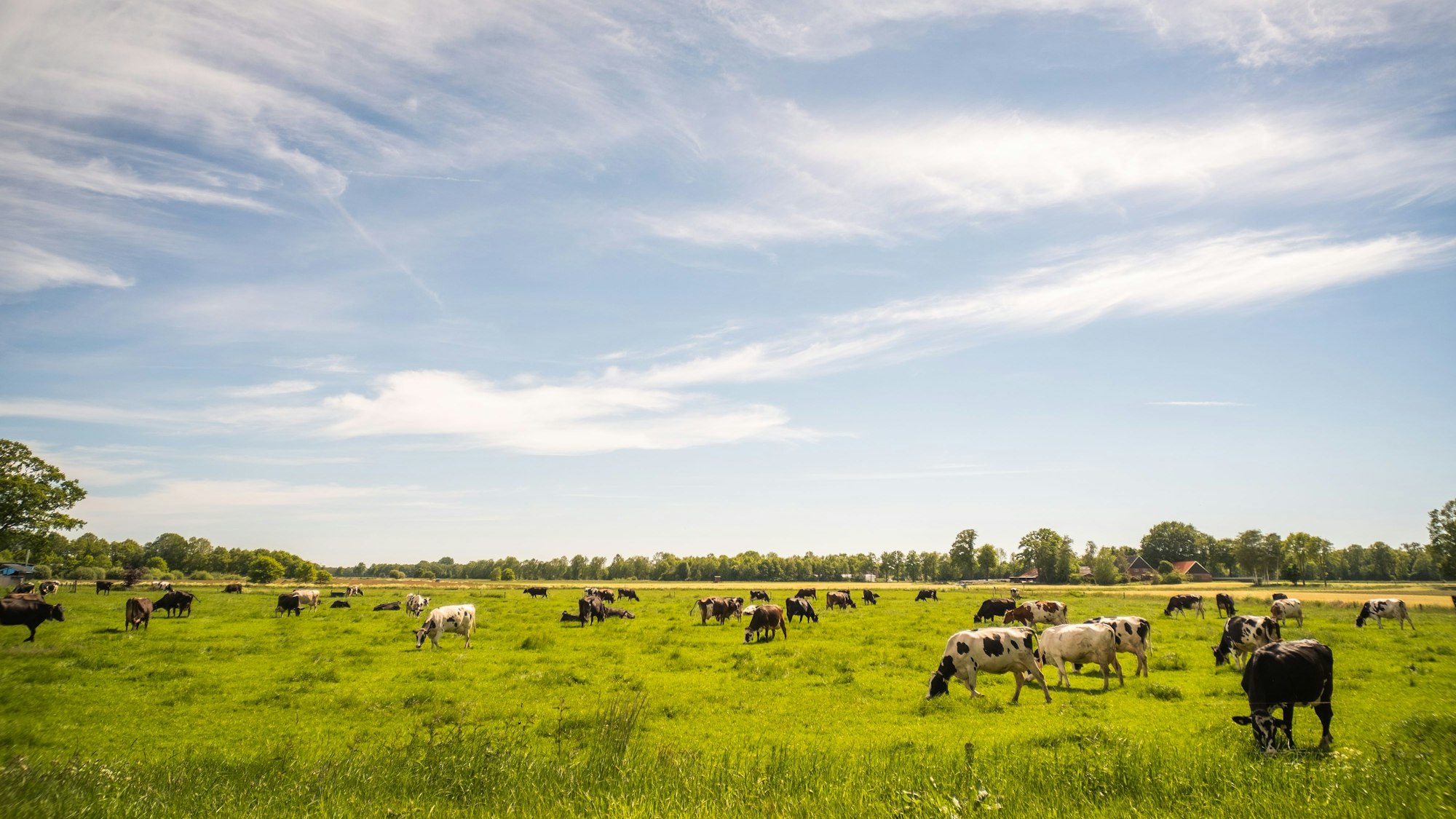 Papillon Country Resort Kuhwiese