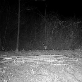 Der Nabu-Ortsgruppe Kerpen gelang auf einer seit langem betreuten Fläche am Tagebaurand südlich von Elsdorf eine Wildkamera-Aufnahme einer Wildkatze.