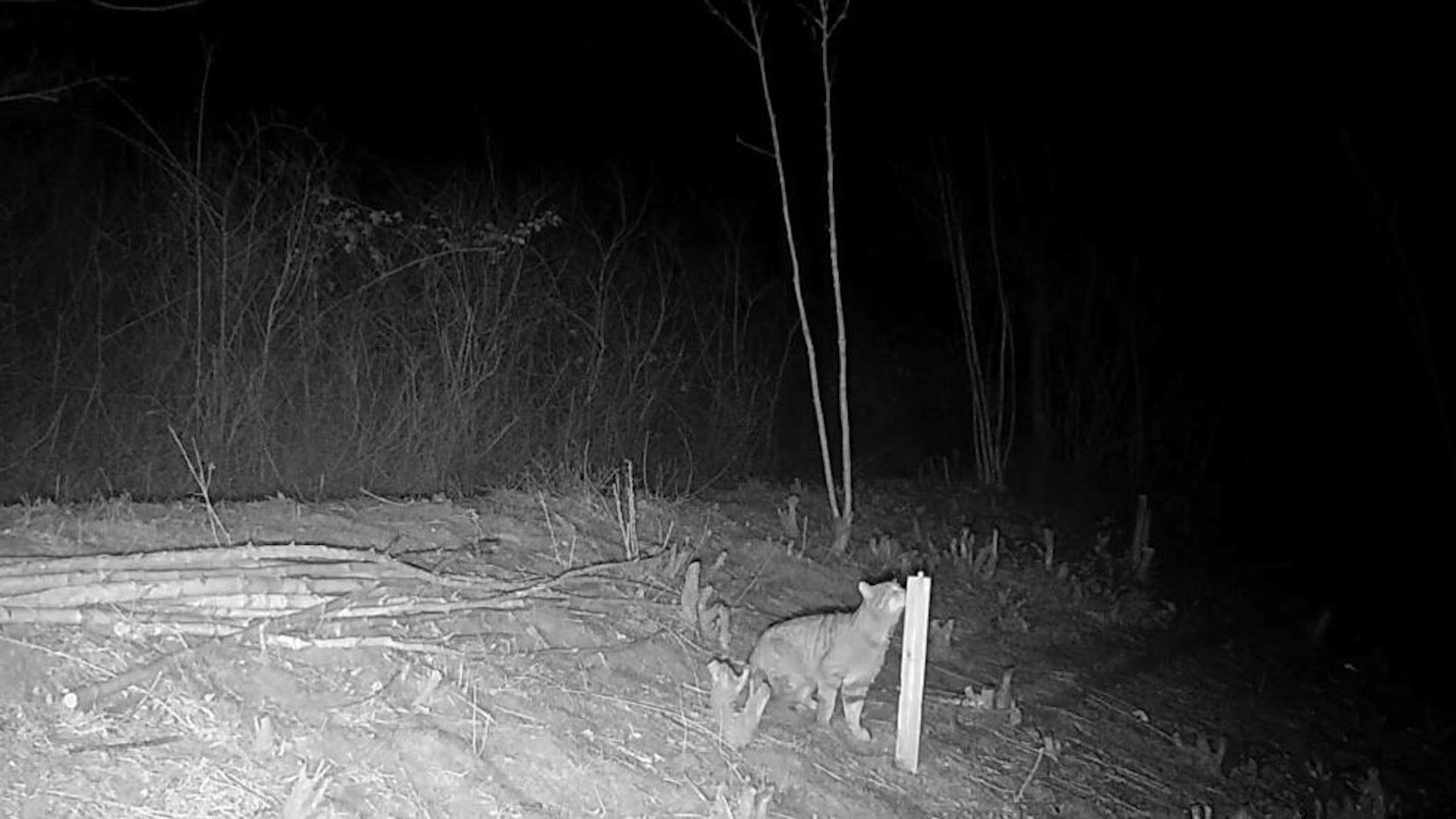 Der Nabu-Ortsgruppe Kerpen gelang auf einer seit langem betreuten Fläche am Tagebaurand südlich von Elsdorf eine Wildkamera-Aufnahme einer Wildkatze.