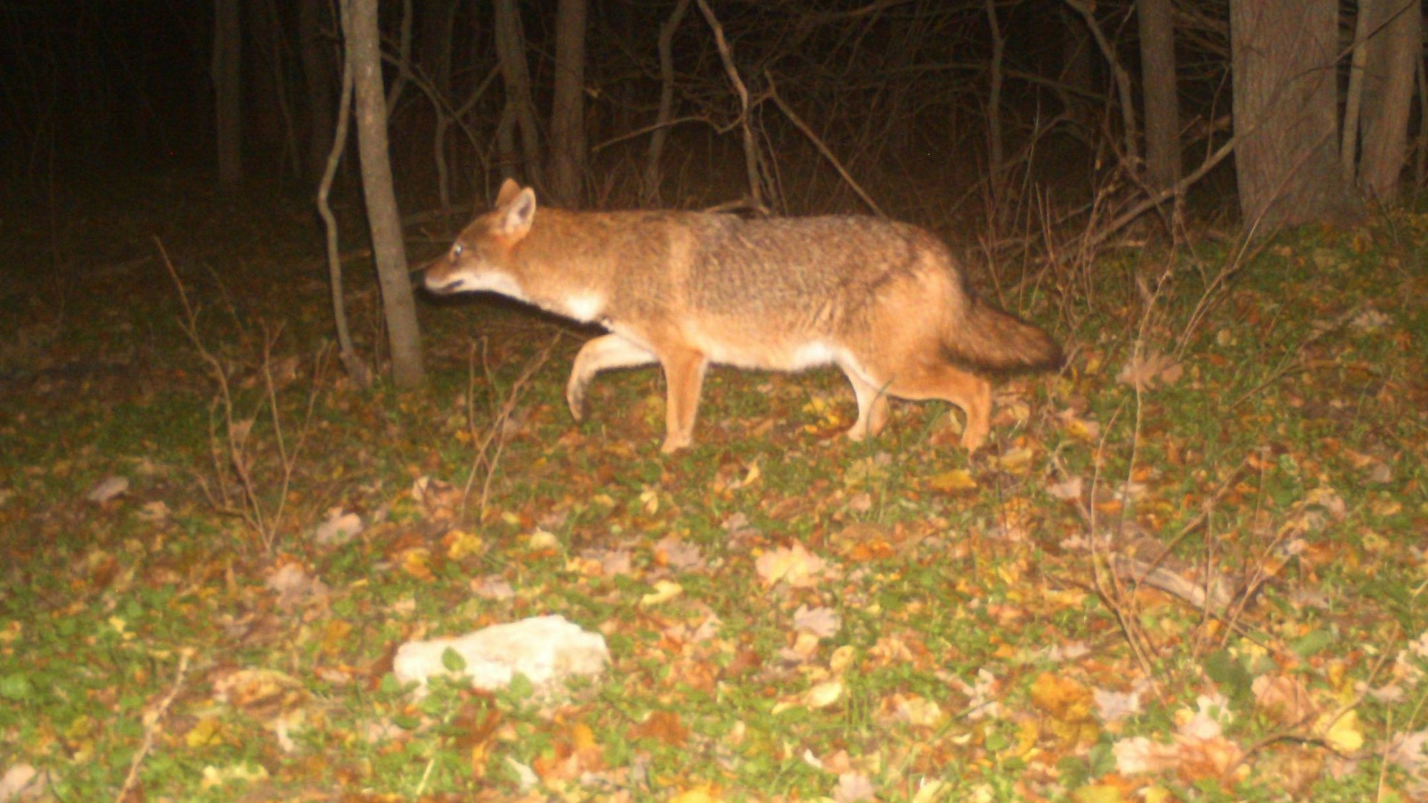 Ein Goldschakal läuft in der Nacht durch einen Wald.