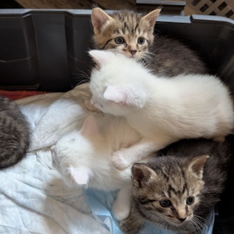 Auf dem Bild sind fünf Katzenbabys zu sehen, die auf Decken (und auf anderen Katzenbabys) liegen.