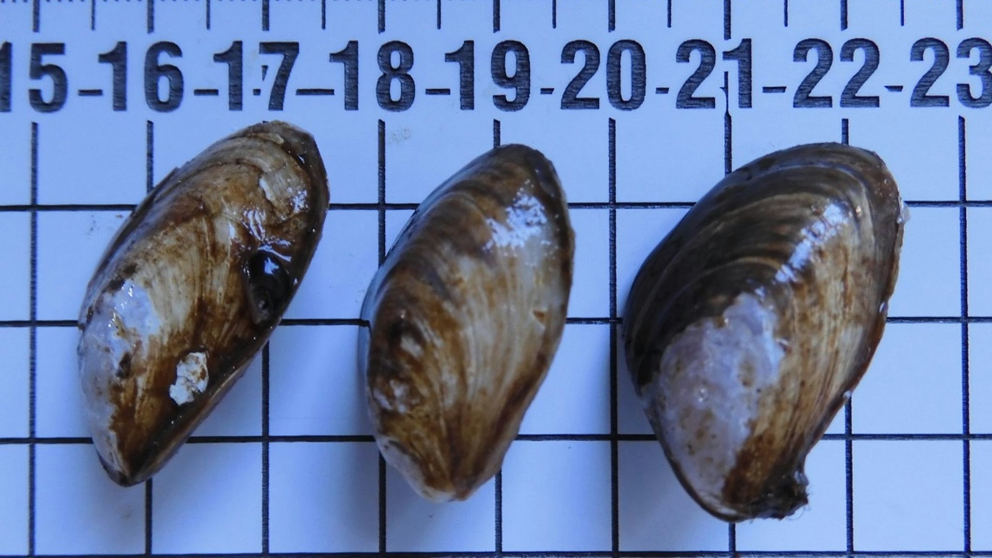 Nur wenige Zentimeter groß, aber ein großes Problem für das Ökosystem heimischer Seen: Die invasive Quaggamuschel.