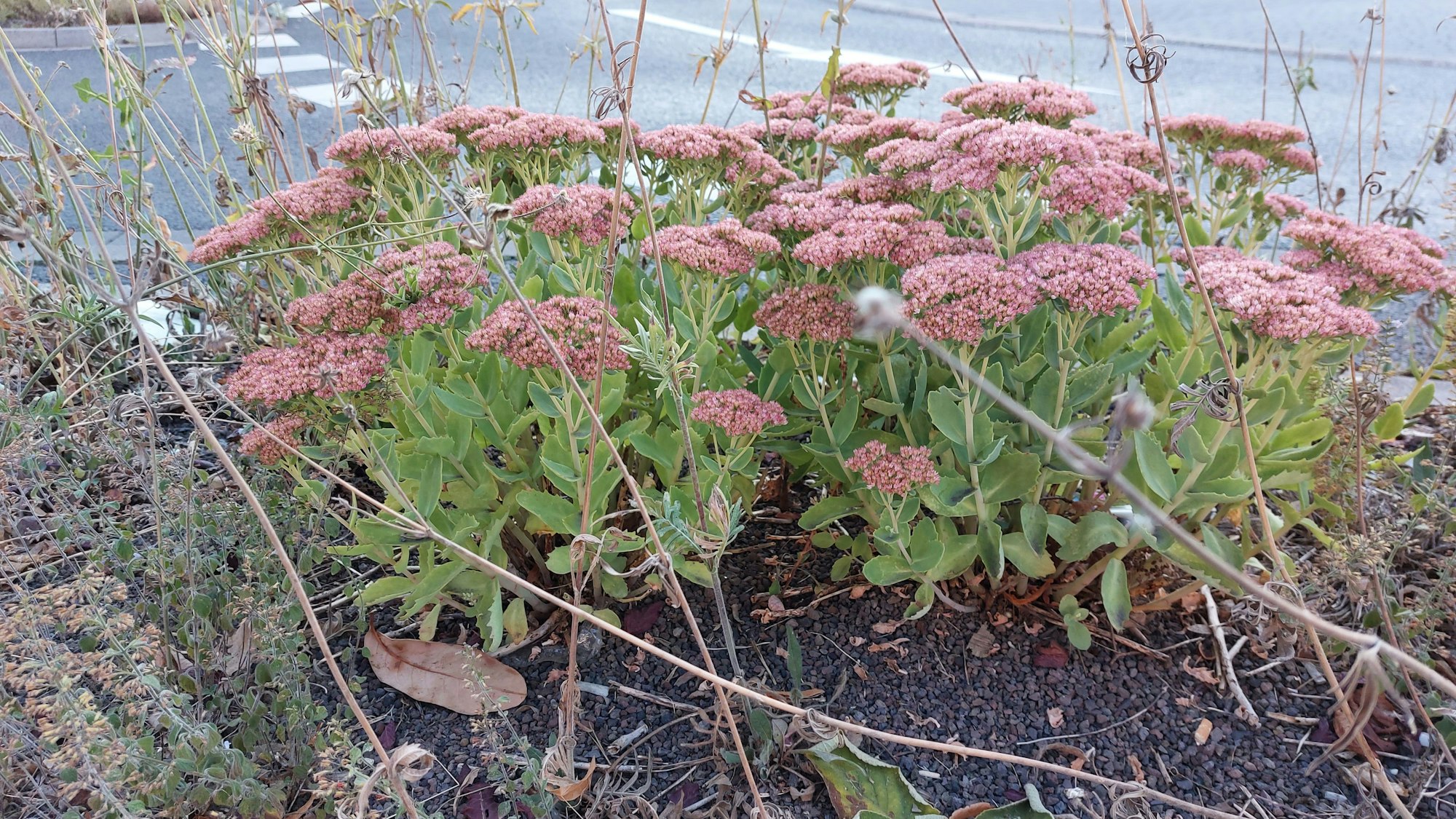 Auf hitze- und Trockenheitsresistente Pflanzen achten die Kommunen inzwischen beim Straßenbegleitgrün
