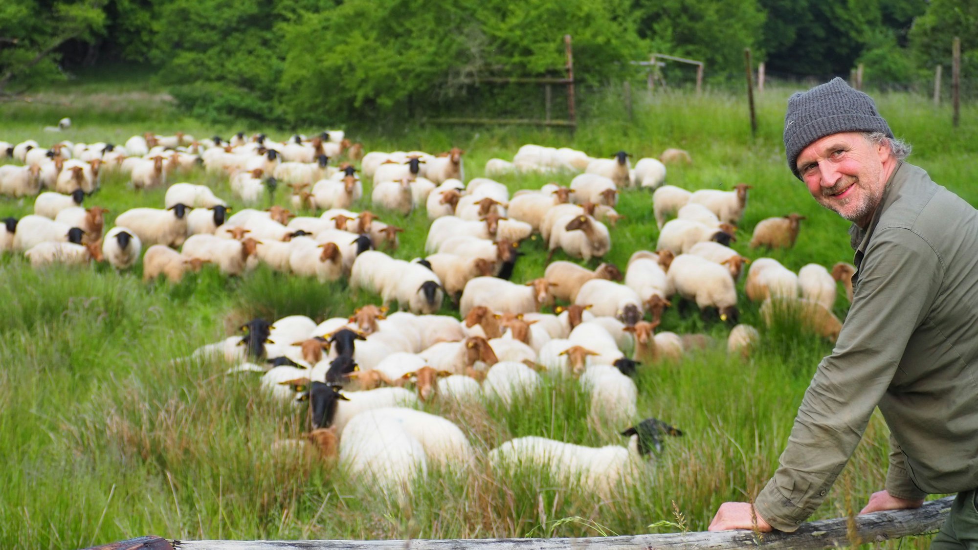 Eine Herde Schafe steht auf einer Wiese. Am Zaun steht Schäfer Georg Bungart.