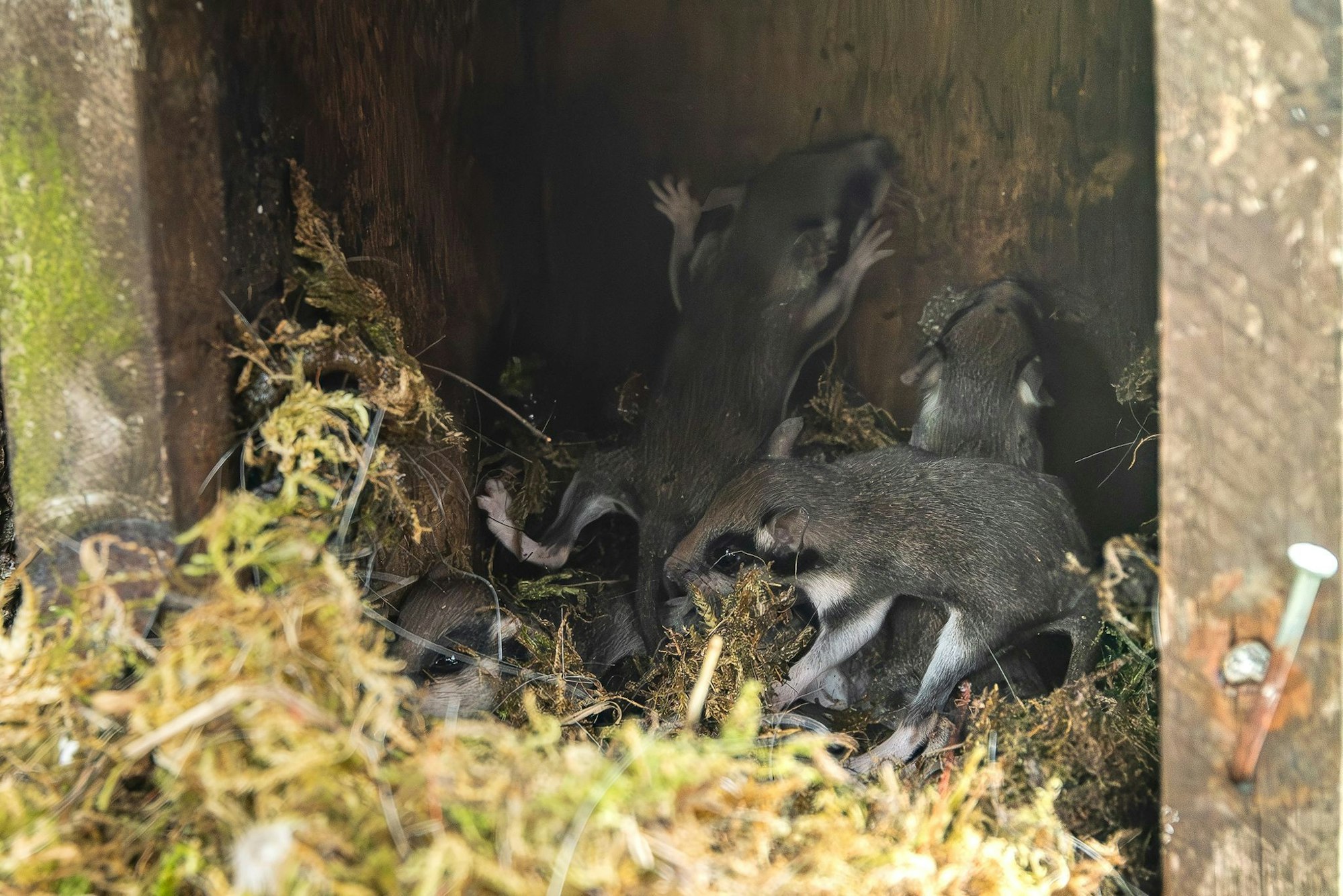 Auch in Nistkästen bauen die kleinen Tiere ihre Nester - wie hier im Harz. (Archivbild)