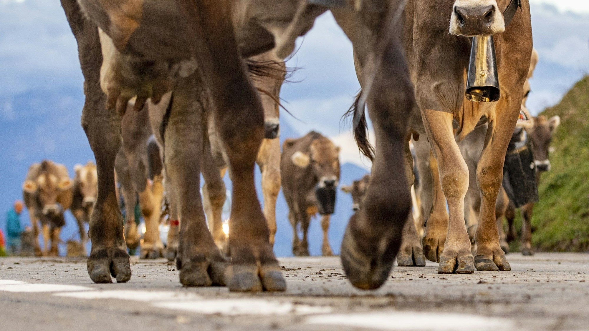 ARCHIV - 18.08.2020, Schweiz, Klausenpass: Rund 50 Älplerfamilien ziehen bei der Bodäfahrt mit über 1000 Kühe von den höheren Weiden von 1600m bis 2000m vom Klausenpass für die nächsten vier Wochen auf die niederigen Alpen bei Urnerboden auf 1370m. (zu dpa: «Kuhherde trampelt in der Schweiz 91-jährige Frau zu Tode») Foto: Urs Flueeler/KEYSTONE/dpa +++ dpa-Bildfunk +++