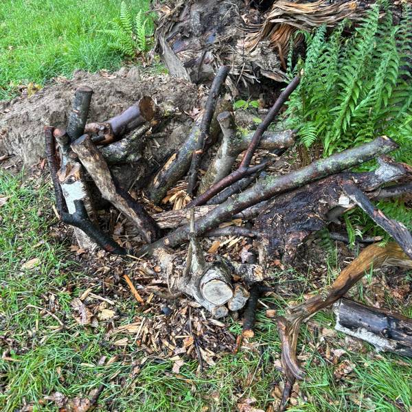 Holzstämme liegen auf dem Boden.