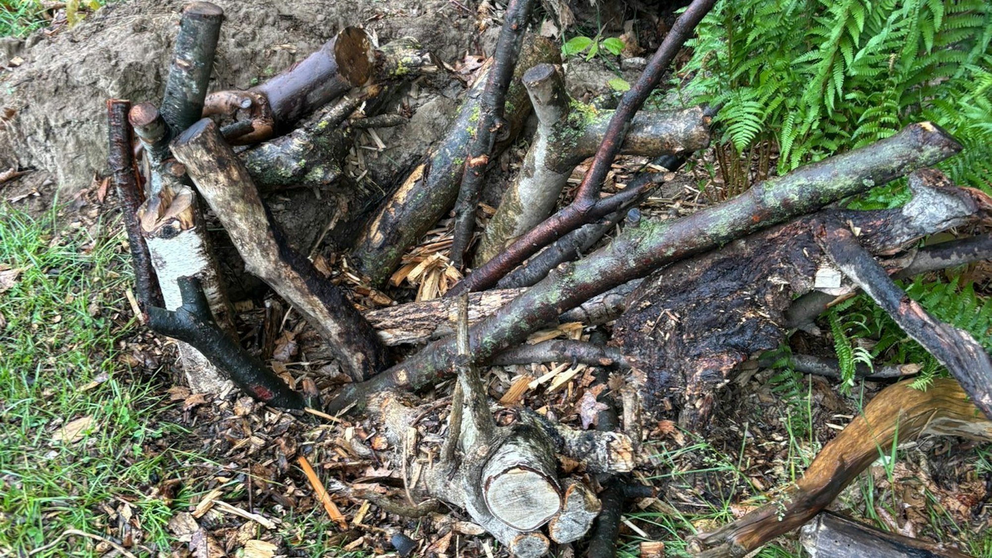 Holzstämme liegen auf dem Boden.