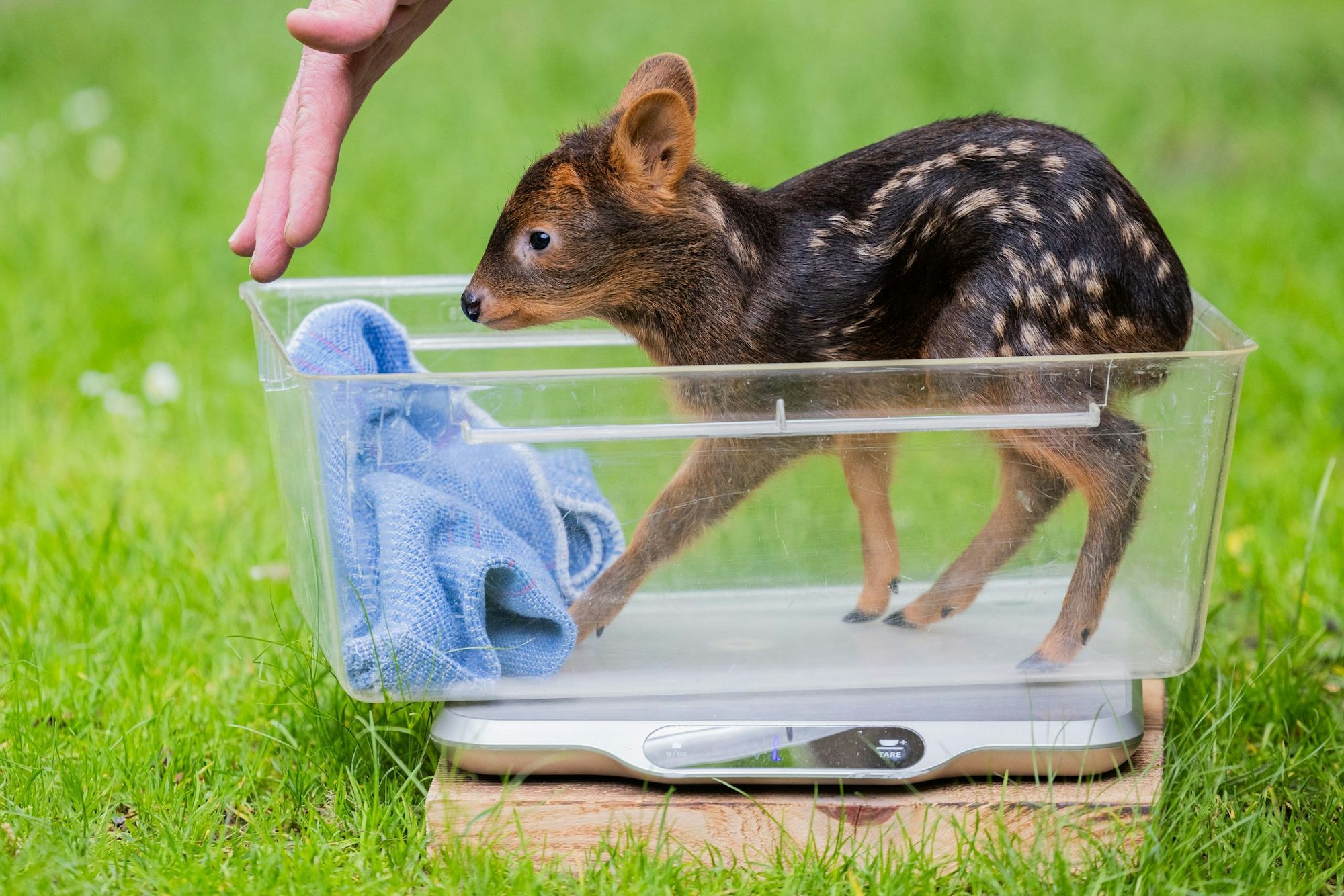 Der Kölner Zoo meldet Nachwuchs bei den Südpudus, die zu den kleinsten Hirscharten auf der Erde zählen.