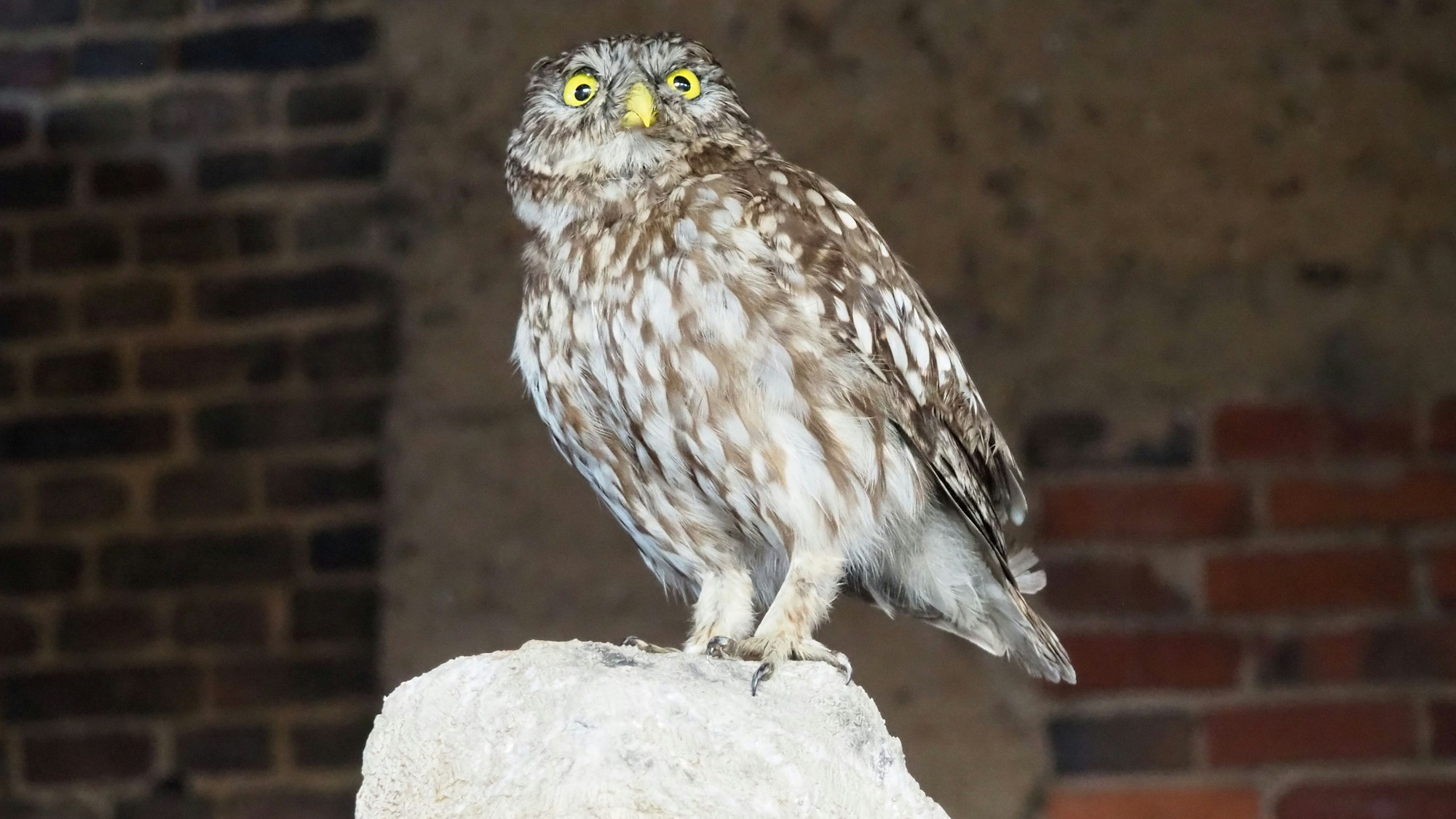 Ein ausgestopfter Steinkauz steht auf einem Stein.