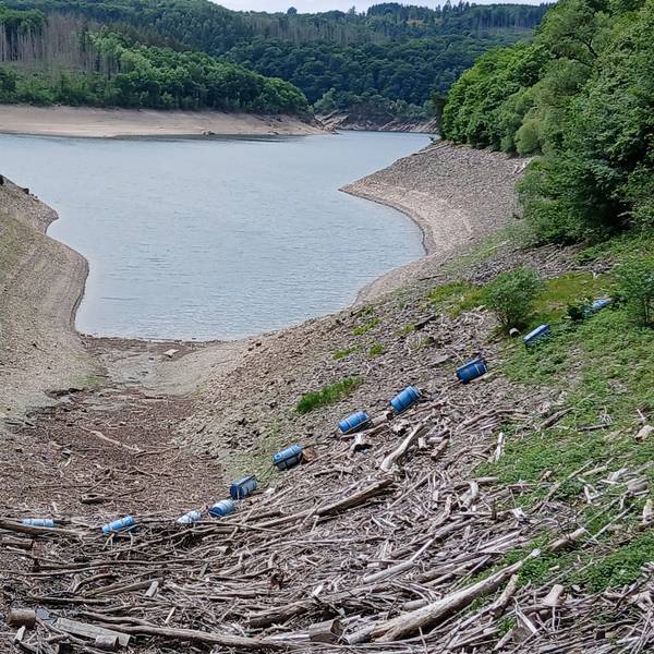 Treibgut liegt im Vordergrund des Bildes. Im Hintergrund befinden sich ein See und Bäume.