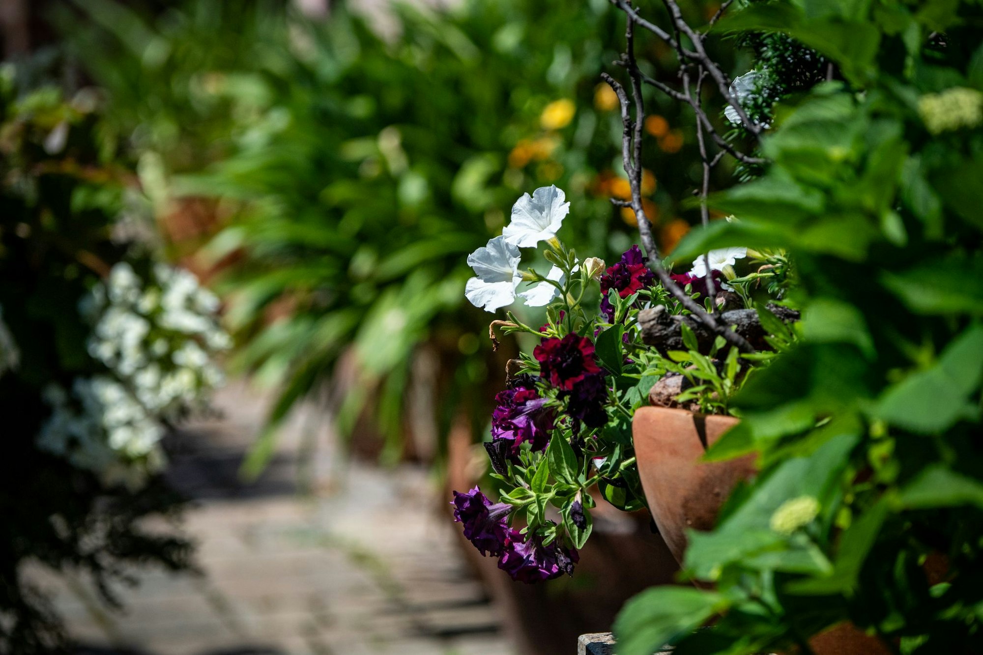 Kaum Platz? Auch ein kleiner Garten lässt sich mit ein paar Tricks in einen Dschungel verwandeln.