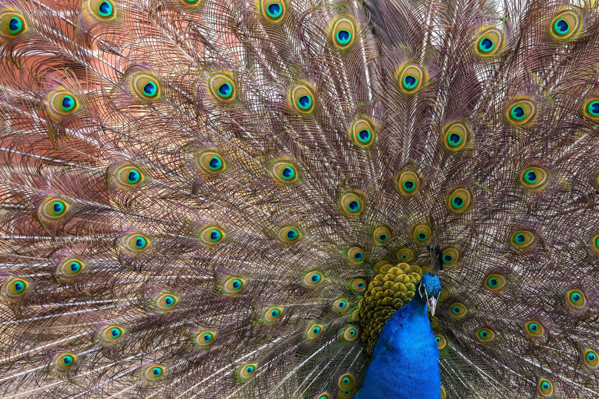Ein Pfau hat im Autobahnkreuz Lotte/Osnabrück den Verkehr in Richtung Hannover für kurze Zeit ausgebremst. (Symbolbild)