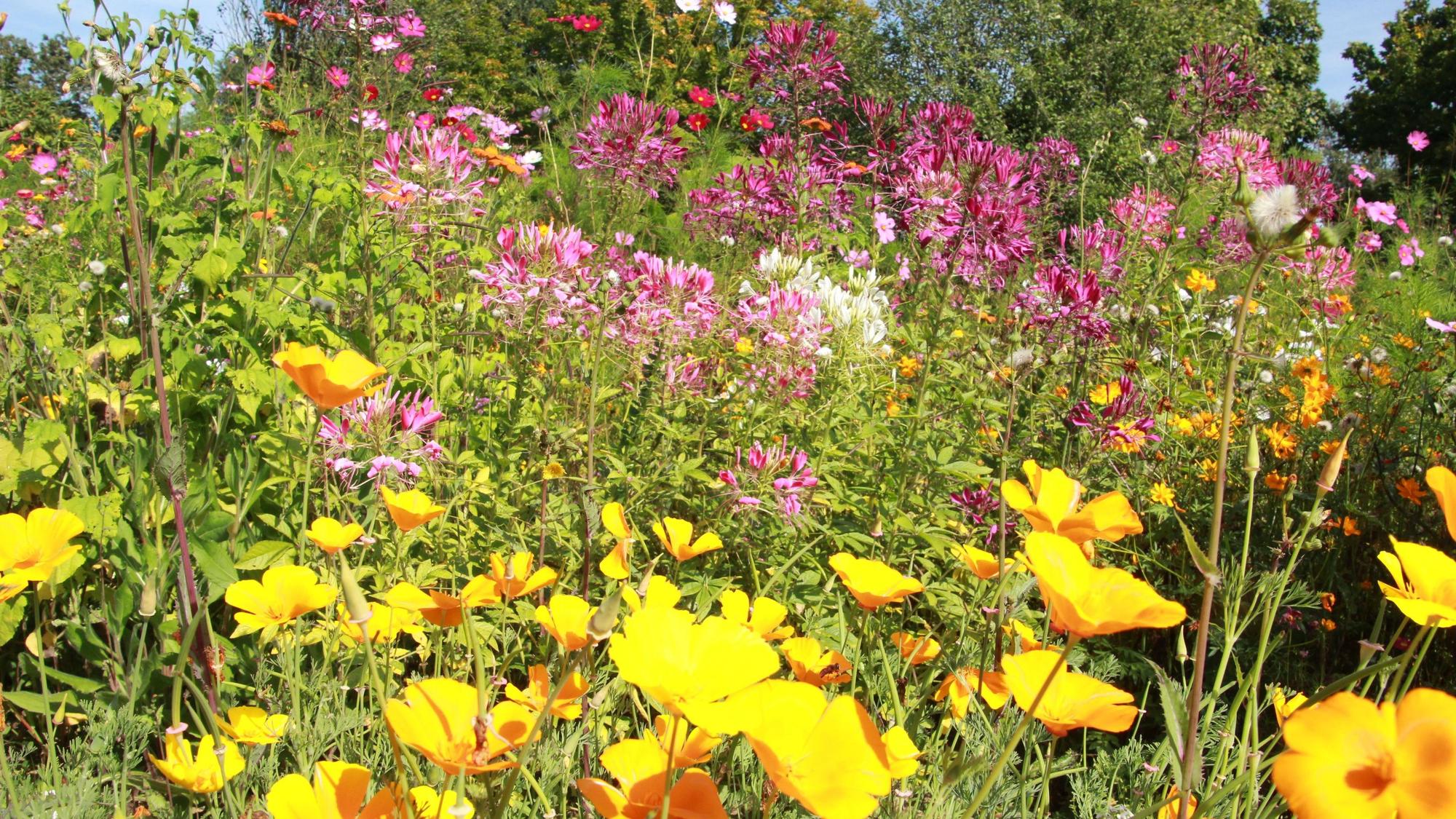 Naturnahe, insektenfreundliche Gärten mit Sommerblumen und Stauden können Besucher am Pfingstsonntag im Bergischen besuchen.