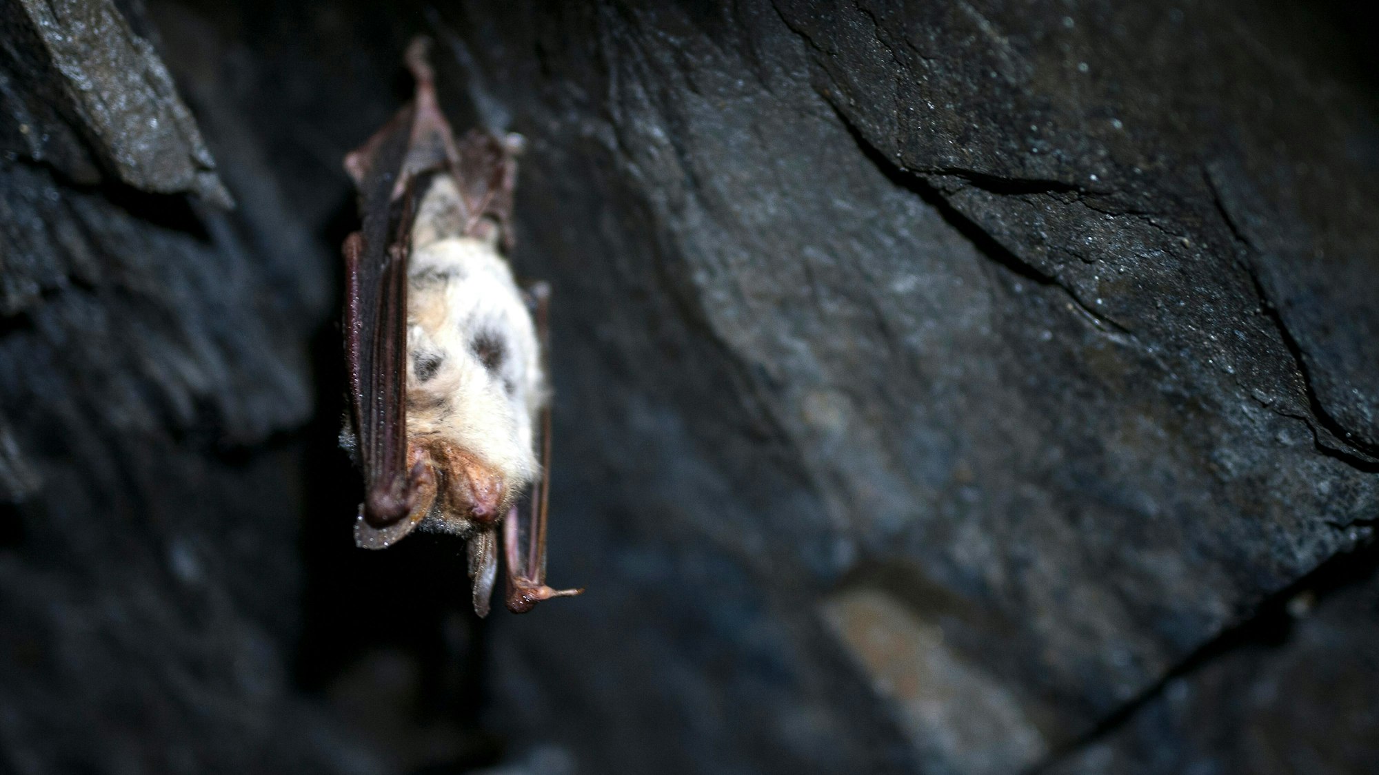 Eine Fledermaus klammert sich kopfüber an einen Felsen.