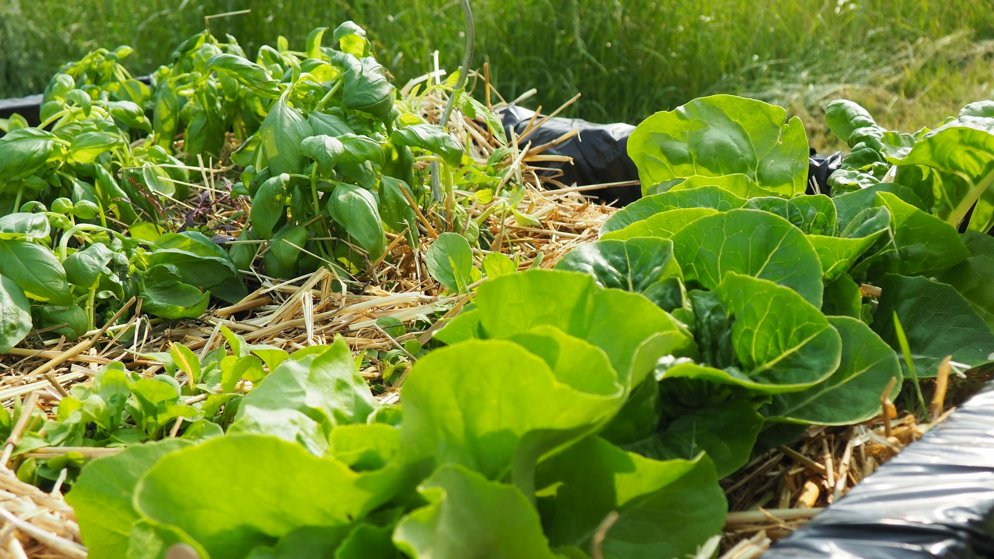 Das Bild zeigt Kopfsalatpflanzen in einem Beet, sie sind mit Stroh unterlegt.