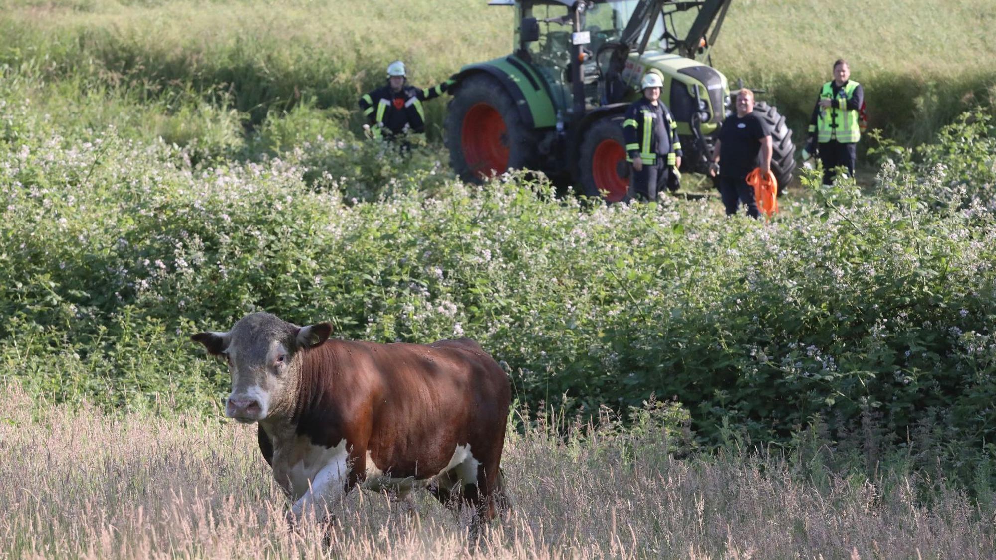 Ein Bulle verirrte sich Elsbachtal bei Königswinter-Bockeroth.