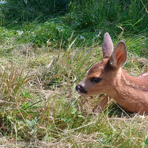 Das Bild zeigt eines der Rehkitze. Es liegt auf dem Gras.