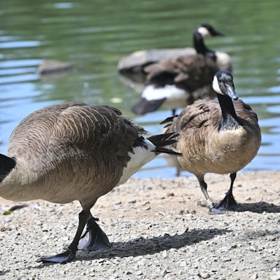 Das Foto zeigt Kanadagänse an der Saaler Mühle.