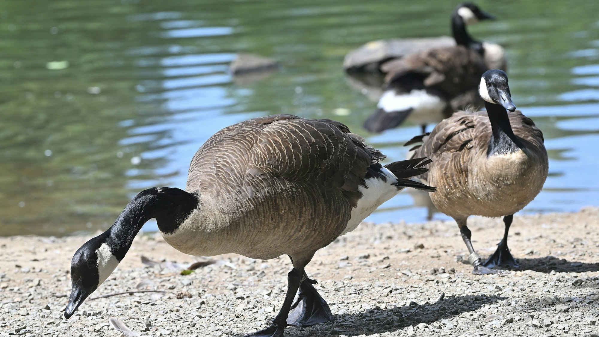 Das Foto zeigt Kanadagänse an der Saaler Mühle.