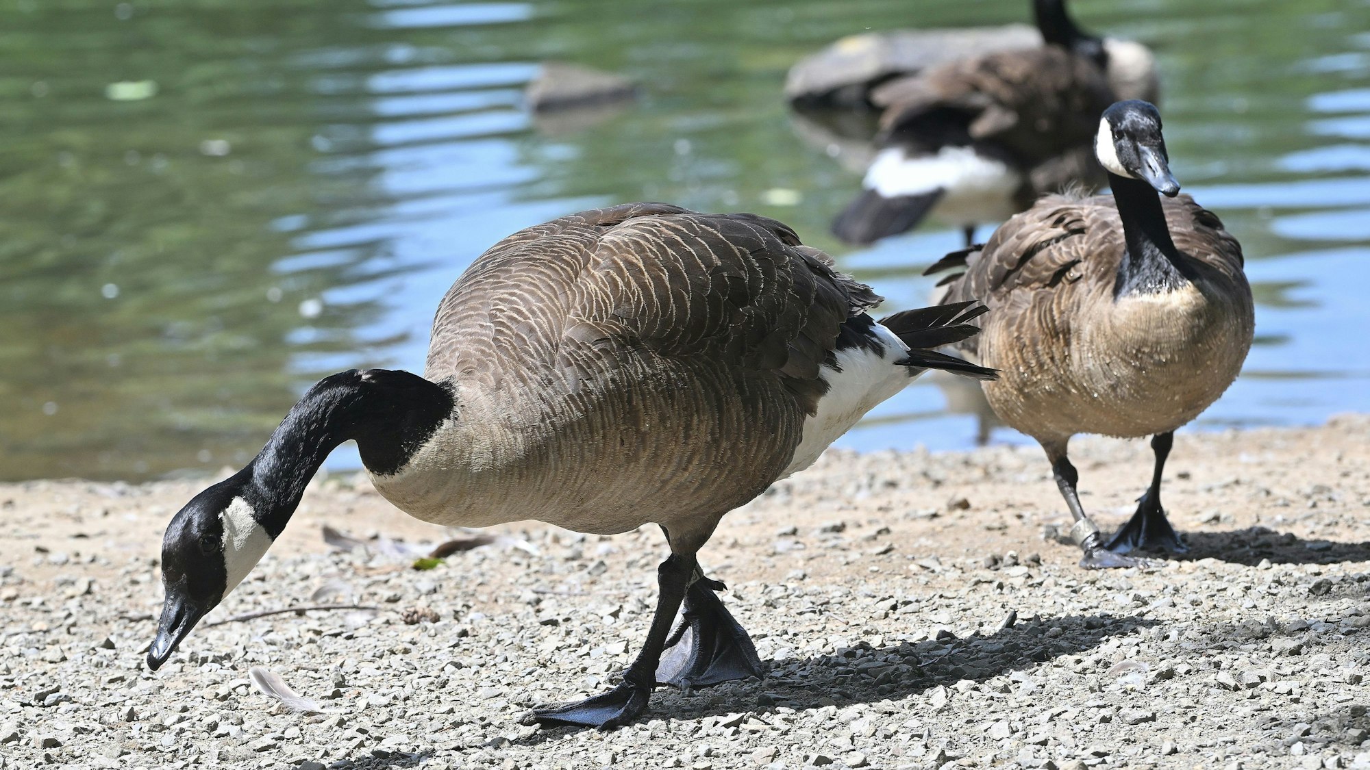Zu sehen sind Kanadagänse an einem Teich.