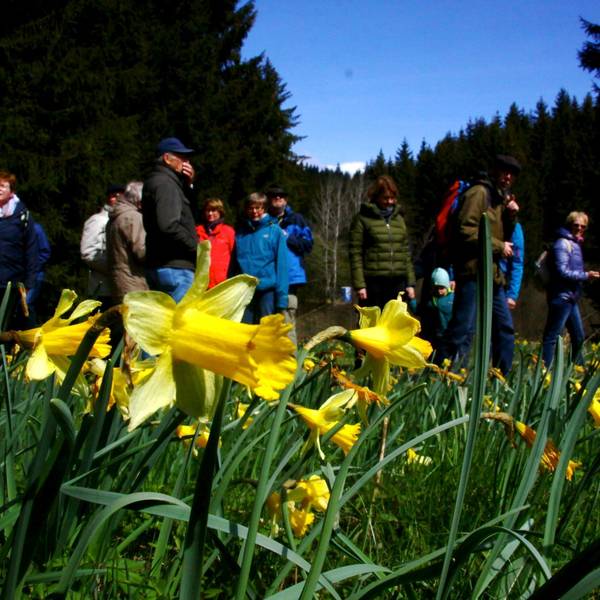 Besucher während der Narzissenblüte 2022 in der Nordeifel.
