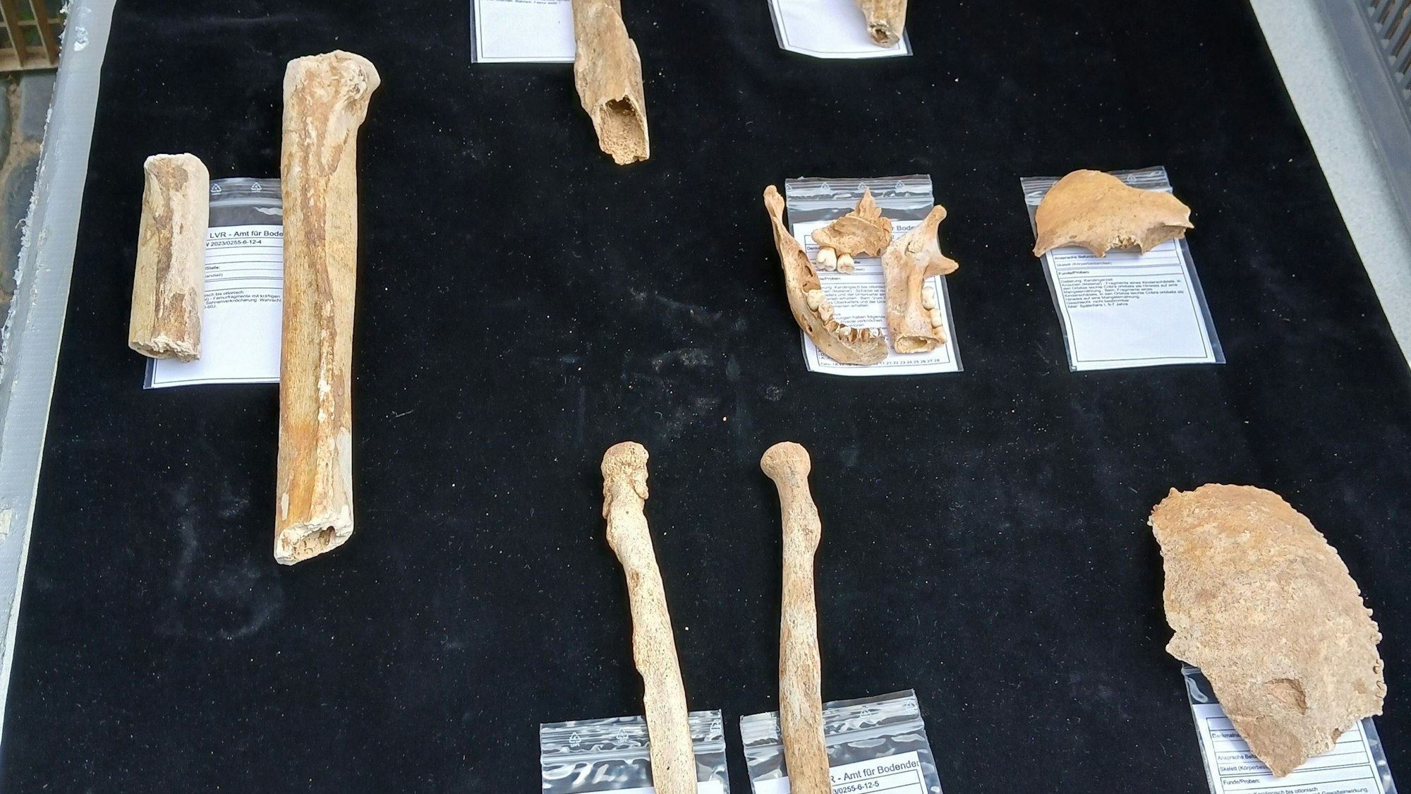 Auf schwarzem Untergrund liegen Knochen, jeweils mit Begleittexten in Kunststofftüten.