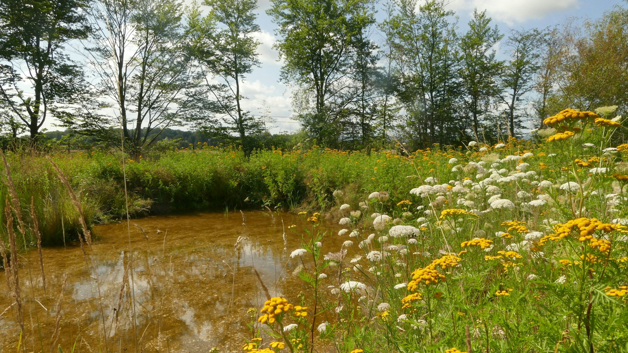 Eine Mähfläche, der der NABU Bonn betreut.