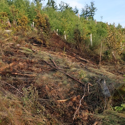 Verkohltes Unterholz.