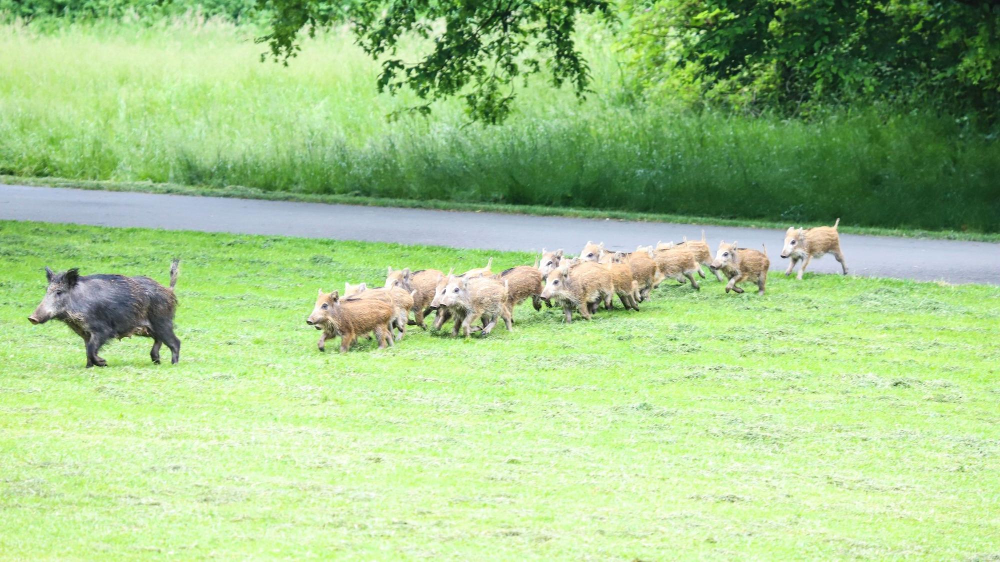 Eine Wildschweinrotte mit rund 15 Frischlingen läuft über ein Feld in der Nähe eines asphaltierten Weges.