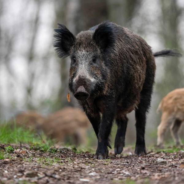 Eine Wildschweinmutter mit Frischlingen im Wald.