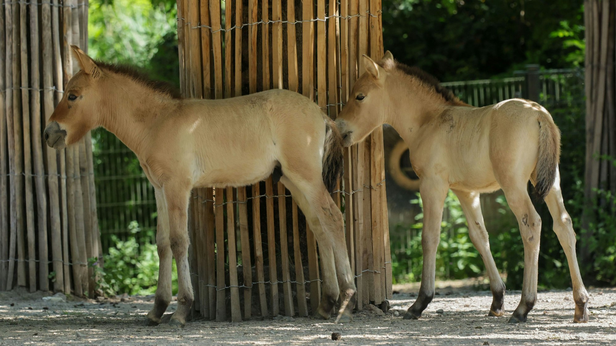 13 Tage nach dem kleinen „Vitus“ kam Stütchen „Vicky“ zur Welt.