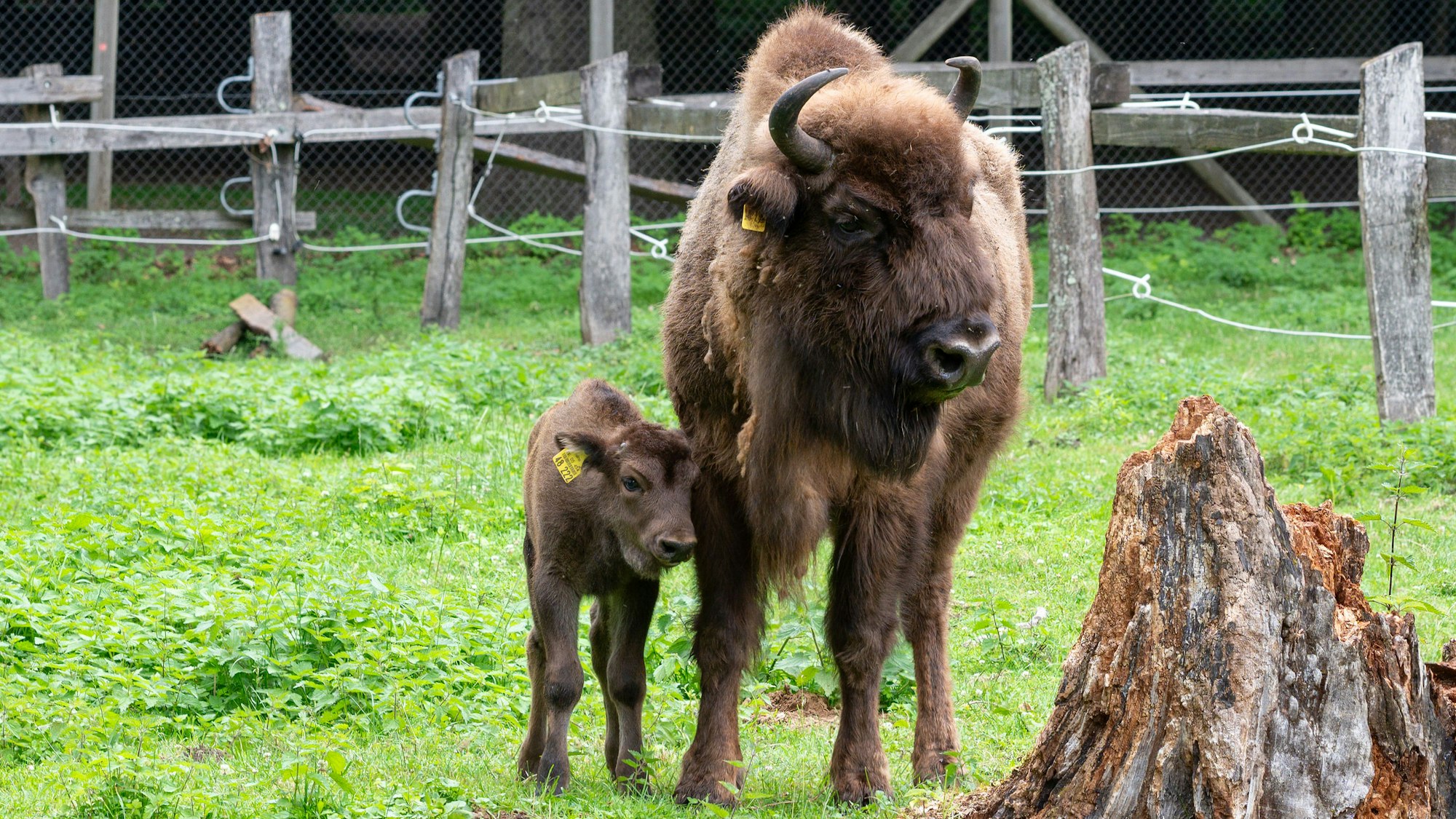 Ein junges und ein erwachsenes Wisent stehen auf einer eingezäunten Wiese.