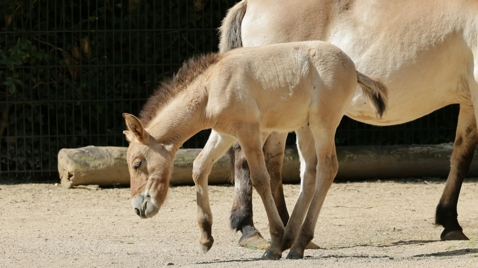 Ganz schön müde ist Stütchen Vicky. Gleich legt sie es sich hin und schläft ein bisschen.