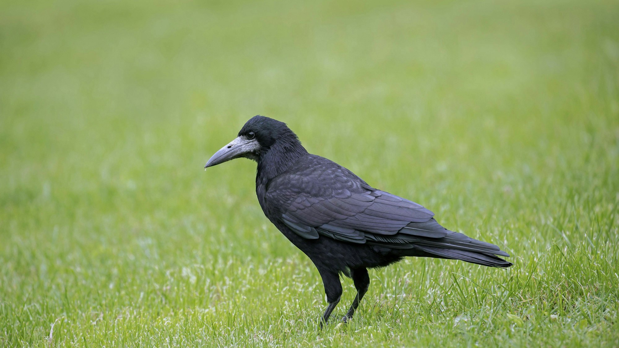 Eine Saatkrähe auf einer Wiese, sie sucht Futter.