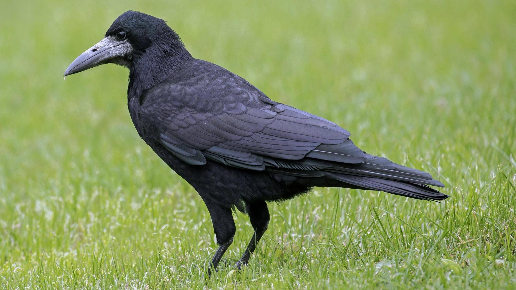 Einst war die Saatkrähe in Oberberg ein oft gesehener Vogel. Heute ist sie nur noch in Waldbröl anzutreffen, doch auch dort sinken die Bestände offenbar.