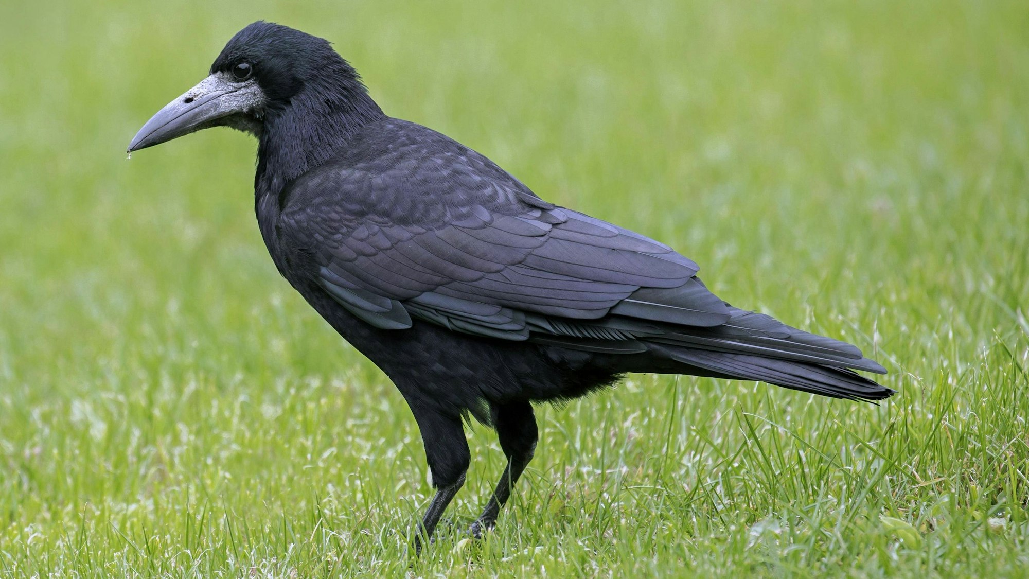 Einst war die Saatkrähe in Oberberg ein oft gesehener Vogel. Heute ist sie nur noch in Waldbröl anzutreffen, doch auch dort sinken die Bestände offenbar.