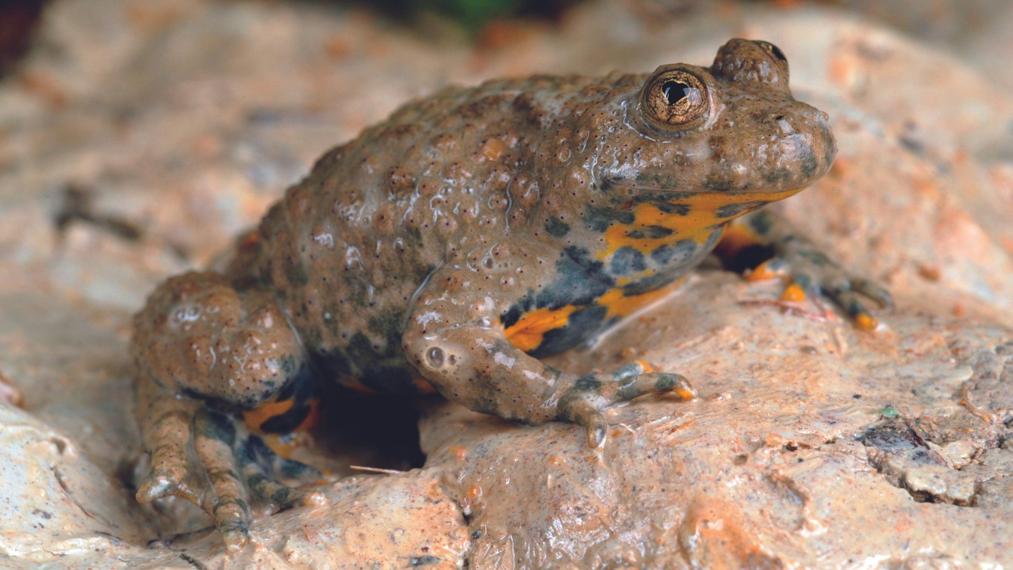 Die Gelbbauchunke konnte sich ansiedeln.