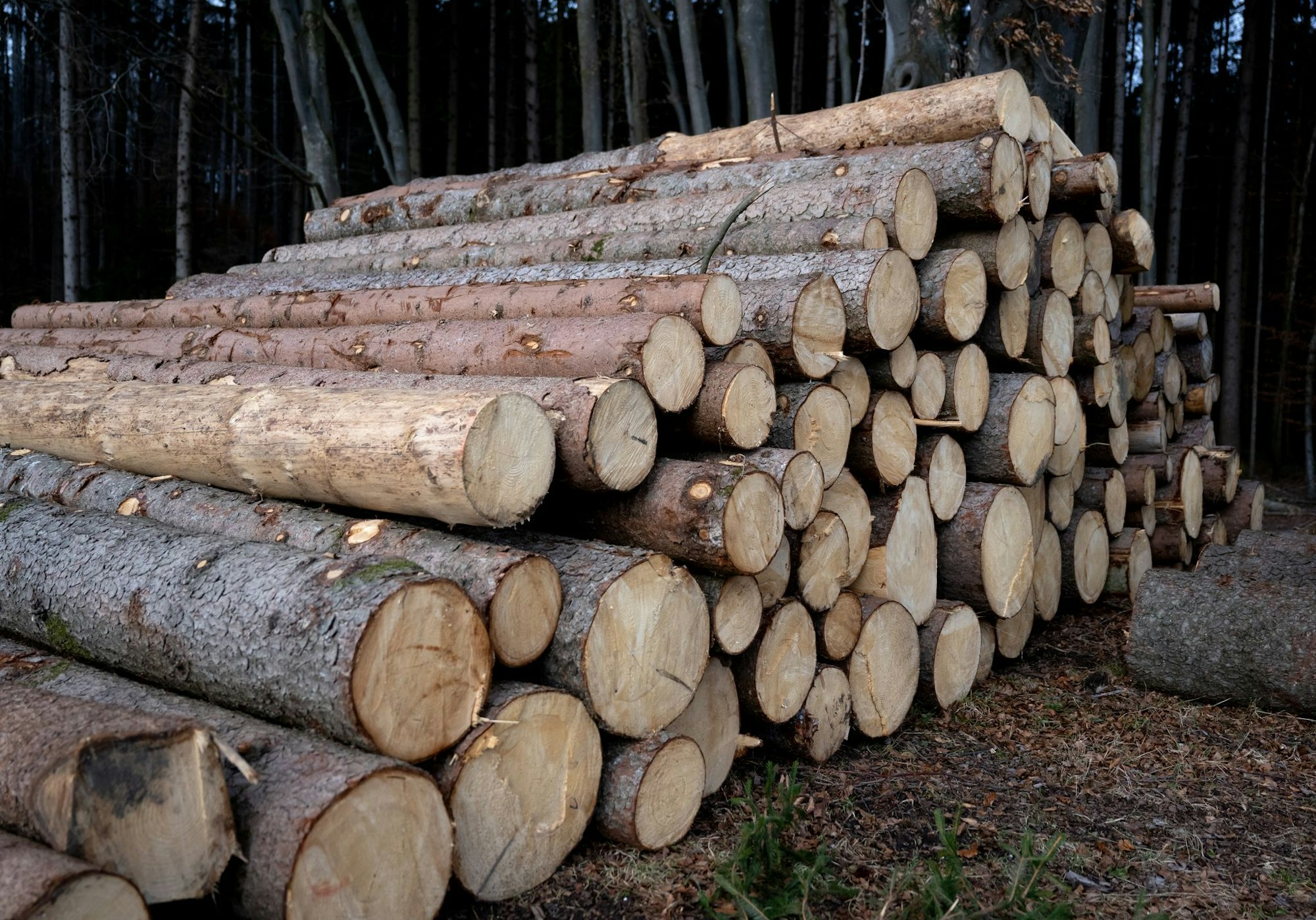 In einem Waldstück bei Siegburg ist es bei Baumfällarbeiten zu einem folgenschweren Arbeitsunfall gekommen. (Symbolbild)