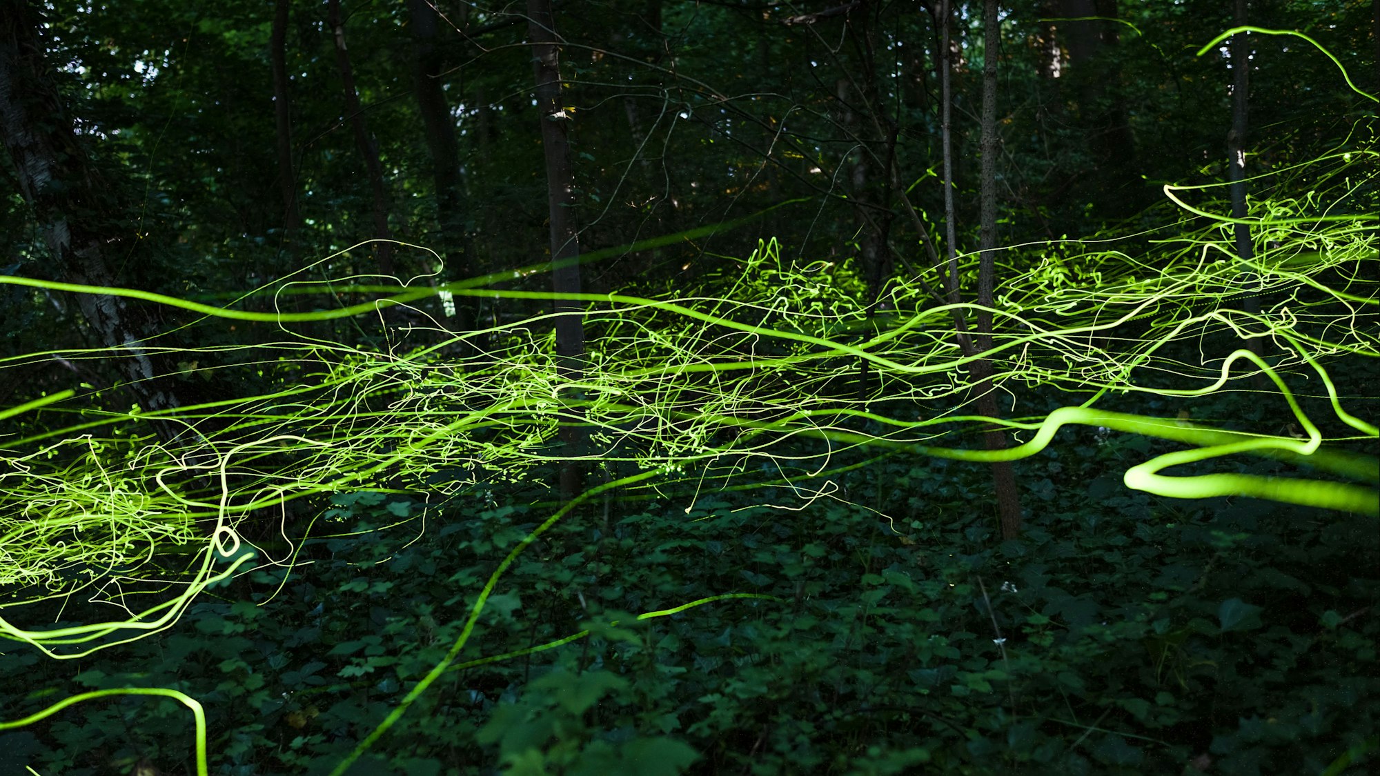 Die Langzeit-Aufnahme zeigt, wie die Käfer schwärmen. Ehrfurcht gebietend ist, wieviel Licht sie in ihren winzigen Körpern produzieren.