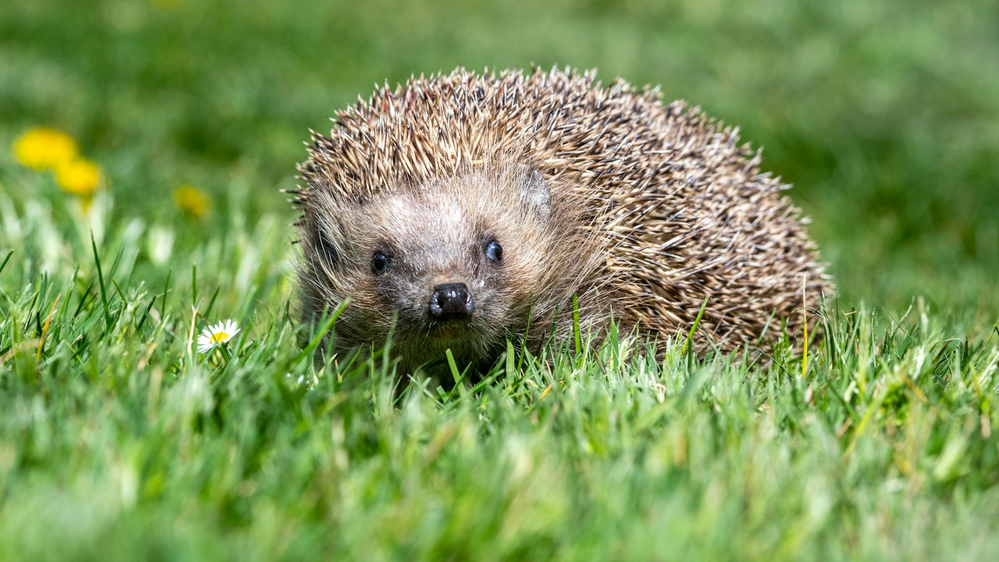 Ein Igel im grünen Gras.