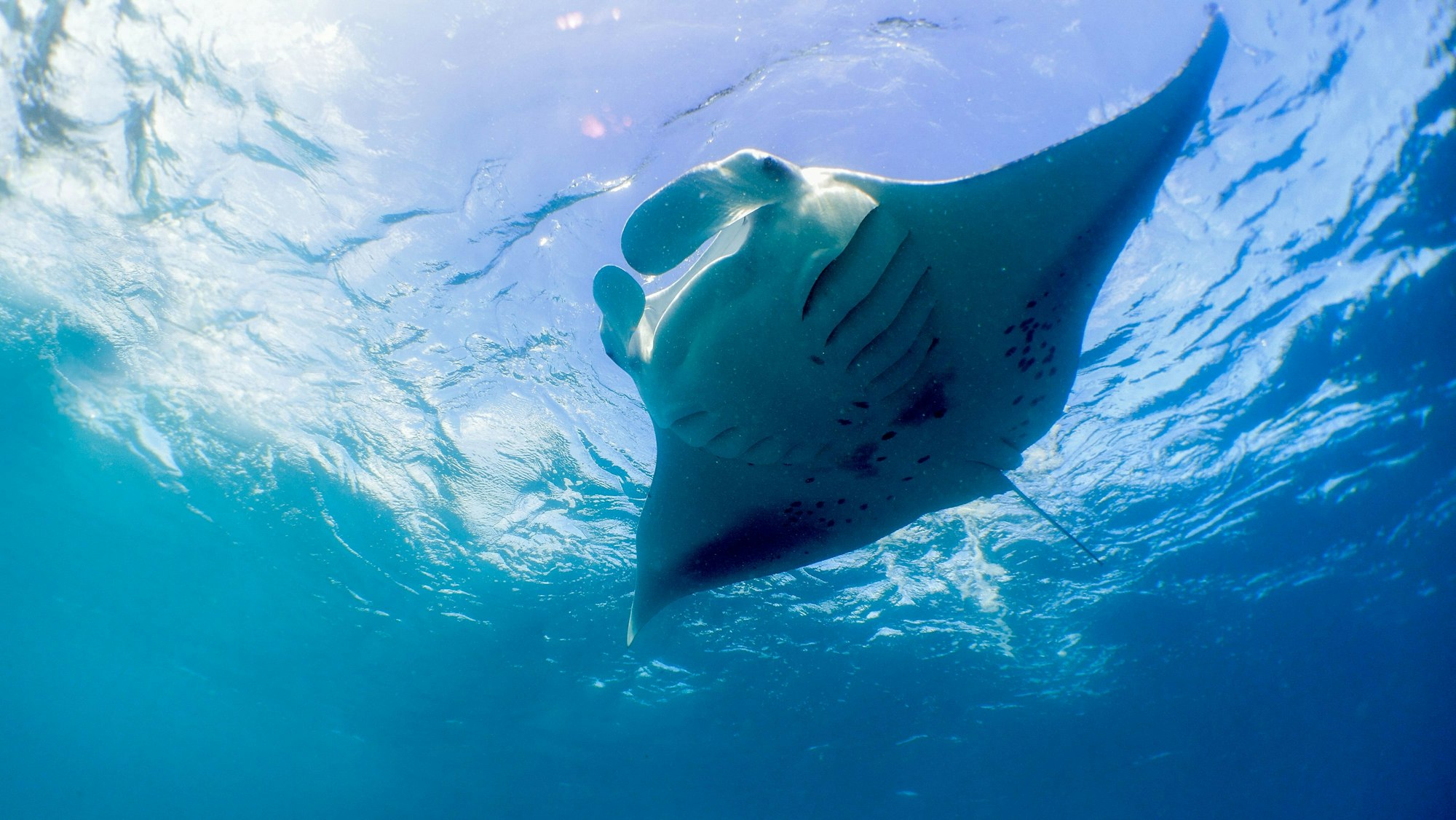 Mantarochen haben eine beeindruckende Flügelspannweite.