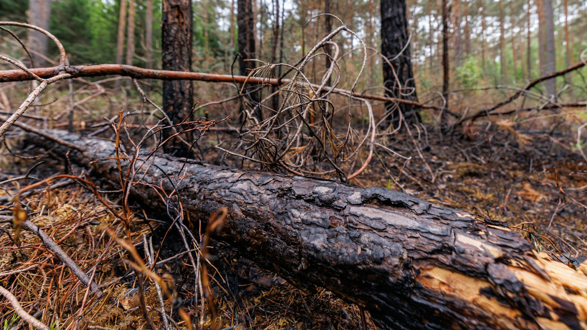 Beim Fällen von Bäumen in einem Wald bei Siegburg ist ein Mann erschlagen worden. Symbolfoto.
