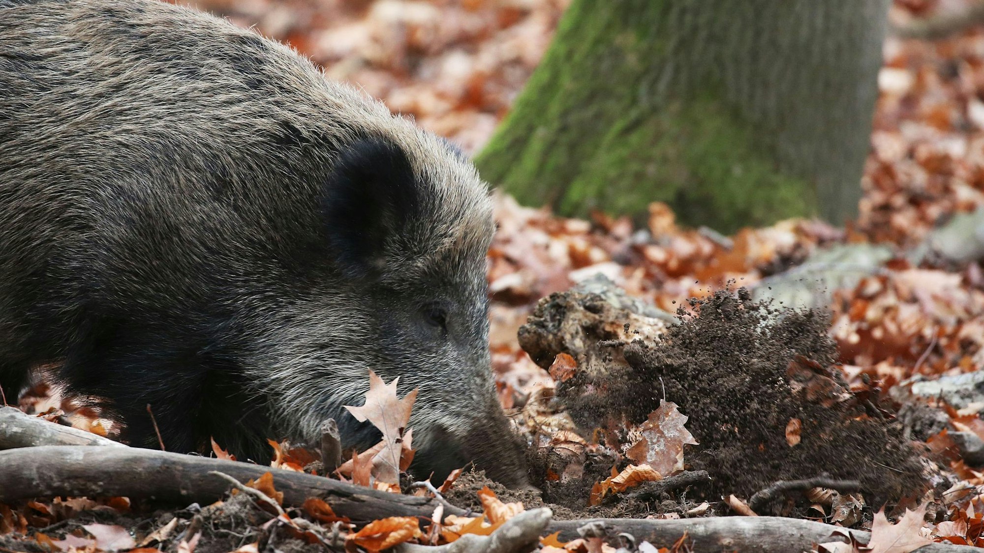Ein Jäger hat in NRW ein totes Wildschwein gefunden, bei dem der Verdacht auf die Afrikanische Schweinepest (ASP) bestätigt wurde. (Archivbild)