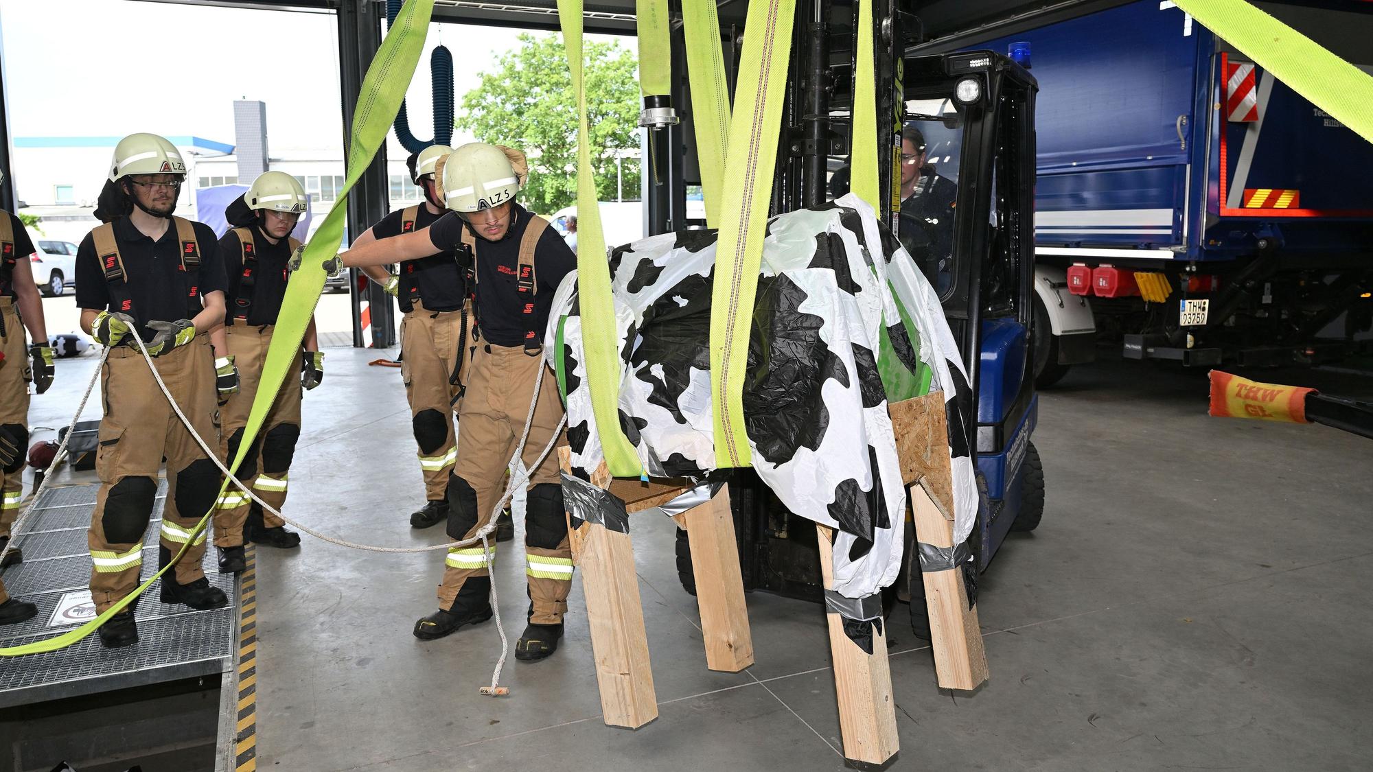 Bei der Jahresübung der Feuerwehr Bergisch Gladbach wird eine Kuh mit Schlauchschlingen aus einer Grube gehoben.